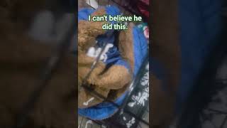 My dog ate his new bed. #shorts #short #viralvideo #adorabledog #doglover