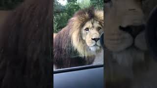 DE CARA COM O LEÃO - THE LION #shorts #shortsfeed #leão #lion