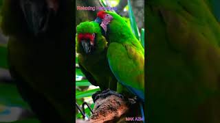 Male Parrot Teasing Female Parrot #parrotmating  #matingseason #macawbird #shorts #shortsfeed