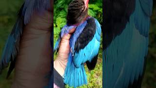 Burung Tengkek yang cantik cocok buat masteran