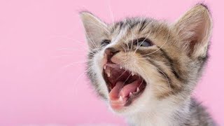 Billi Ke Bacche Ki Awaaz | Billi Ki Awaaz | Kittens Meowing Video