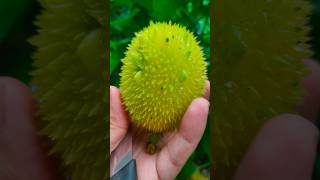 amezing biggest yellow spiny gourd #spinygourd #naturelife #yellow #shorts