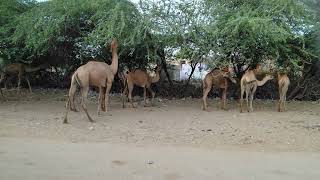 Camels Munching at Desert Thorny Trees