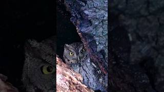 Western Screech owl stare & winking #subscribe #birds #nature #sonyalpha #shorts #owl  #birdsofprey