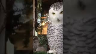 Big owl with baby owl