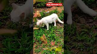 KOK MAKAN ITU #shorts #kucing #kucingimut #kucinglucu #kucingkampung #cats #viral #istanalokajaya