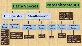 Wild Betta Family by groups