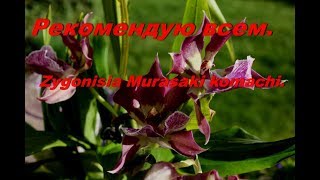 Срочно всем рекомендую.  Орхидея Zygonisia Murasaki komachi .