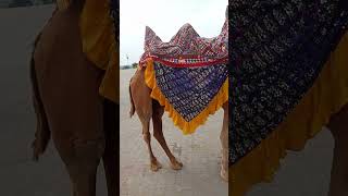 Admirable Camels #camelculture #ytshorts #viralvideo