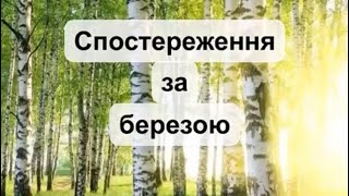 "Спостереження за березою"