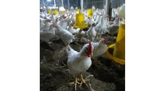 Ayam pejantan Bobot 9.1 ons usia 59 hari