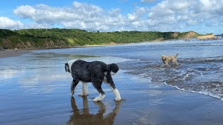 Alf n Ted OLD ENGLISH SHEEPDOG & cockapoo on the beach