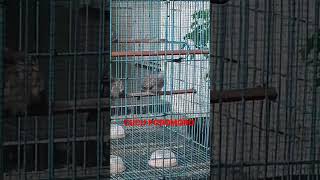 suara perkutut bangkok || cucu podomoro Ring TS bird farm Jombang