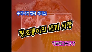 황조롱이의 새끼 사랑 #104