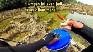 AMAZING...! Cuma 1 potong udang kupas, bisa dapat ikan karang lezat sebanyak ini