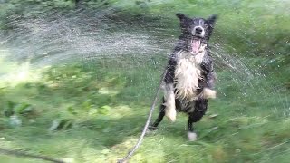 Dog Plays Hose Game