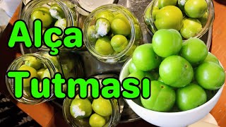 Xırçıldayan Alça Tutması | Qışa hazırlıq | Alça turşusu | Pickled Greengage | ASMR Cooking