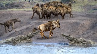 Crocodile Teamed Up With Hyenas To Hunt