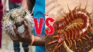 Ikan buntal Vs Kelabang....