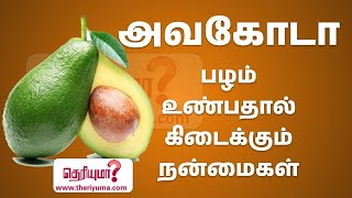 Eating Avocado fruit Benefits in Tamil | அவகோடா பழம் உண்பதால் கிடைக்கும் நன்மைகள் #avocadobenefits