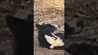 Border Collie Yawn #dogshorts #littledog #animals