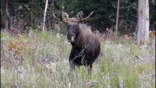 Briedis (Alces alces).MOV canon eos 550 d