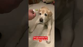 #doglover#labrador#cute#masti#funnyvideo y#funnydogvideos#shortvideo#youtubeshorts#viral#tranding