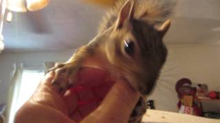 Chippy Nut is a fast little squirrel!