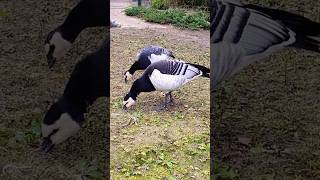 Barnacle goose.gesi bernikle