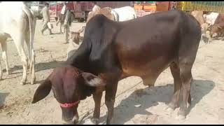 New Most Video||sahiwal bails with||big buwl cholistani||indian cattle market video haryana