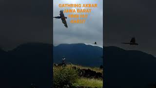 GATHRING AKBAR JAWA BARAT FREE FLY GARUT