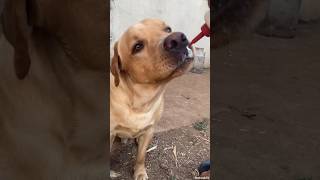 Labrador drinking milk by bottle #shorts