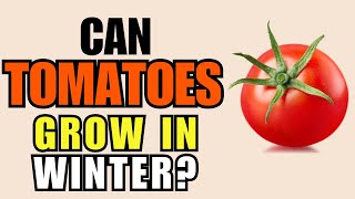 Can Tomatoes Grow In Winter?