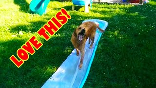 Dogs on Slip n' Slides