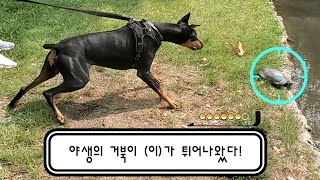 🐕: 야, 너 일로와 봐