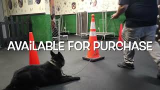 Obedience with K9 Brixi