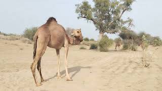 Discover the Amazing Ways Camels Survive in the Desert | 10 Adaptations In Camel @kingofdeserts