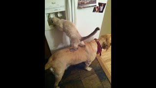 😺 Друг всегда поможет! 🐶 Смешное видео с собаками, кошками и котятами! 🐱