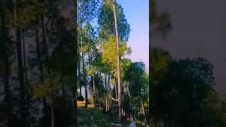 Tu Hi Haqeeqat | Nainital Uttarakhand #shorts #nature #nainital #travel #vlog#hills#forest#mountains