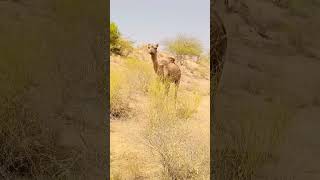 camel in tharparkar #viral #shorts #shortvideo #camel #camelculture