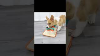 Educational Training Pet Toys