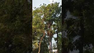 Nature at noon soft wind #bangladesh #ytshorts #nature #popular #dhaka