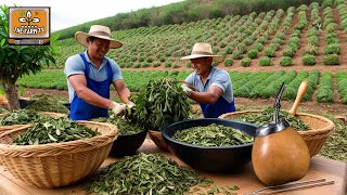 The traditional tea of South America (YERBA MATE)! Discover the delicacy that Messi loves!