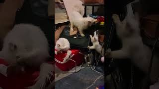 cute cat and kittens funny video | funny cat videos |shorts #funny #pets #catcomedy #catvideos #cat