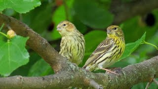 Le stagioni del Verzellino - The seasons of the Serin (Serinus serinus)