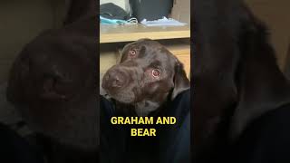 Chocolate Labrador Bear. Asking To Go For A Walk?