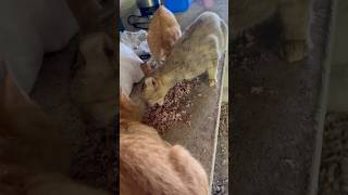 Feeding Hungry Cats with Tuna