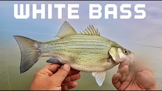 Bank Fishing for White Bass with Cut Bait Shad