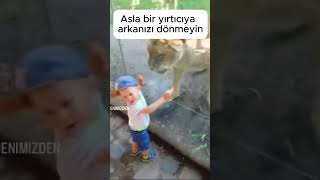 ASLA BİR YIRTICIYA ARKANIZI DÖNMEYİNİZ! #yırtıcı #hayvan #aslan #kaplan #maymun #şempanze #korku