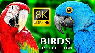 BIGGEST BIRD COLLECTION 8K 60FPS ULTRA HD - #BirdWatching